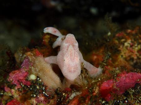 カエルアンコウ カエルアンコウ,マクロ,魚の写真素材