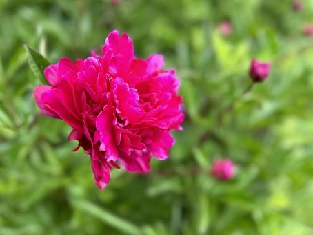 牡丹の花 牡丹の花 自然,野生,牡丹の写真素材