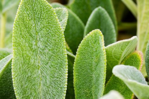 ラムズイヤー⑵の写真