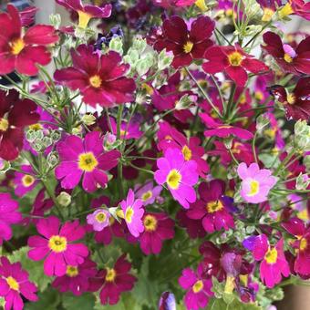 サクラソウの写真