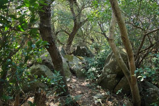 由良岬灯台と由良岬御所跡への道 由良岬灯台と由良岬御所跡への道 由良岬灯台,由良岬,灯台の写真素材