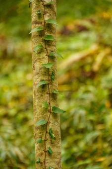 木に絡みつく蔦の葉 自然,木,植物の写真素材