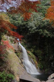 佐賀県唐津市の見返りの滝と紅葉 見返りの滝,佐賀県唐津市,滝の写真素材