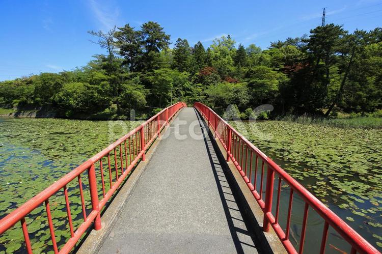 今治市　市民の森フラワーパーク　下平池 市民の森,フラワーパーク,下平池の写真素材