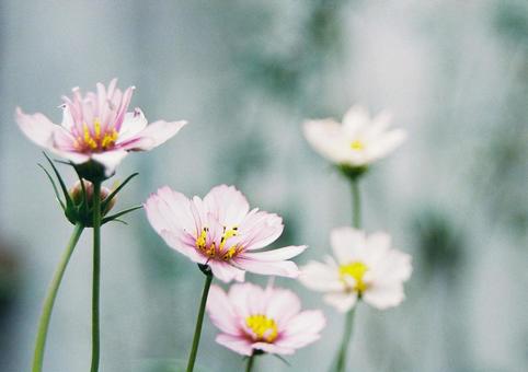 コスモスの写真