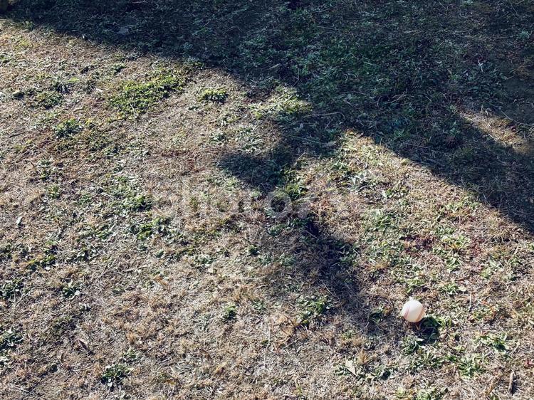 原っぱとボール 公園,原っぱ,植物の写真素材