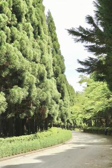 新緑の小道 道,木,緑の写真素材