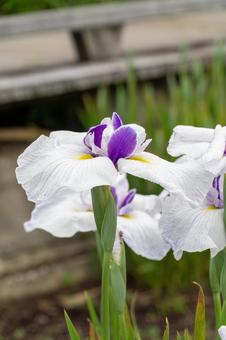 初夏に咲く白紫の花菖蒲 初夏に咲く白紫の花菖蒲の写真