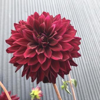 花 花の写真