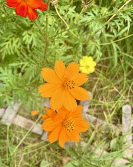 キバナコスモスの花 キバナコスモスの花 キバナコスモス,コスモス,秋の写真素材