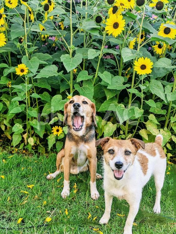 向日葵と一緒にのんびり 犬,ビーグル,ジャックラッセルテリアの写真素材