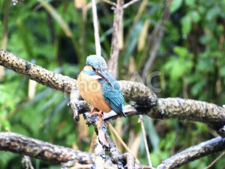 枝にとまるカワセミ 鳥,野鳥,カワセミの写真素材
