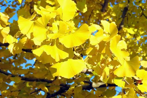 イチョウ葉の紅葉 イチョウ葉の紅葉 紅葉,イチョウ葉,銀杏の写真素材