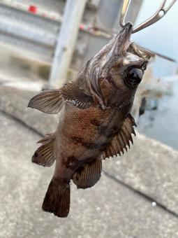 Rockfish, JPG