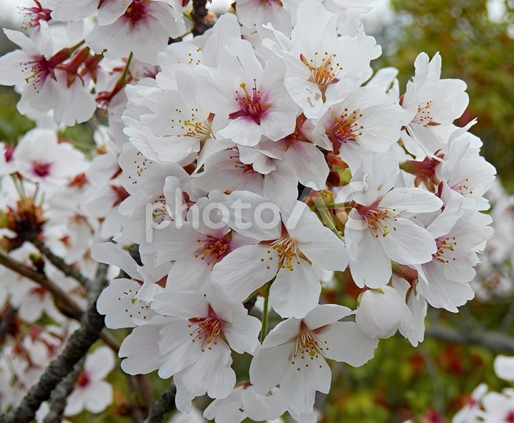 【桜の写真】桜が咲く風景 桜,さくら,サクラの写真素材