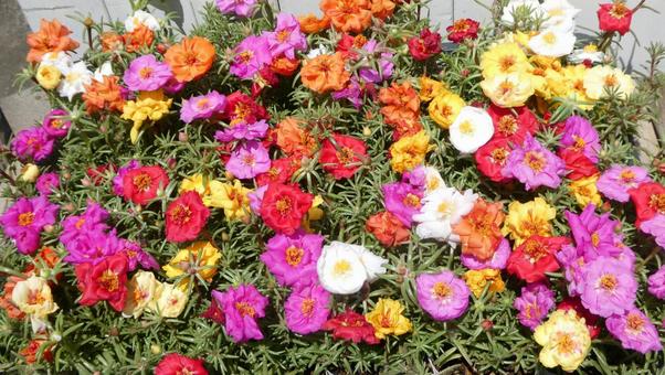 Colorful summer flower Matsubabotan, JPG