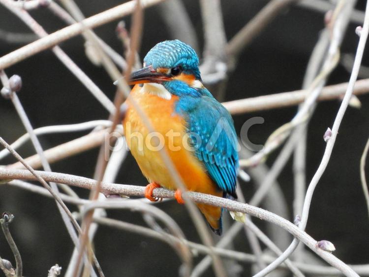 白い灌木の茂みの前にいるカワセミ カワセミ,鳥,鳥類の写真素材