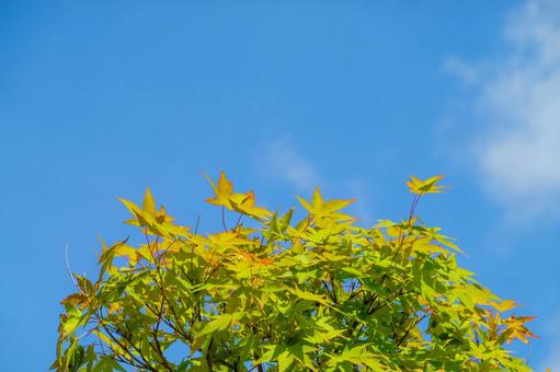 青空を背景に輝く楓の葉の写真