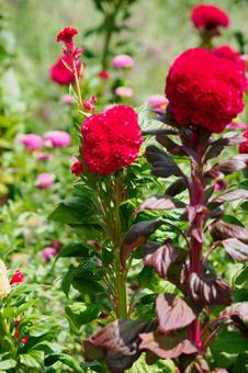 ケイトウ⑿ ケイトウ⑿ 花,ケイトウ,植物の写真素材