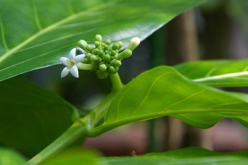 ヤエヤマアオキの写真