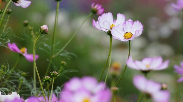 コスモス-239 コスモス,ピンク,白の写真素材