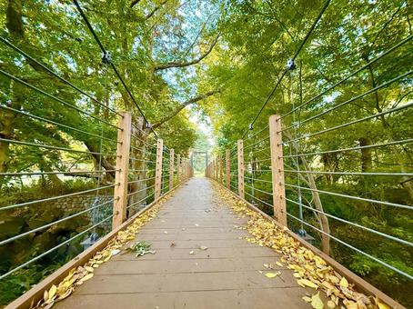 森の吊り橋と落ち葉 秋,森,吊り橋の写真素材
