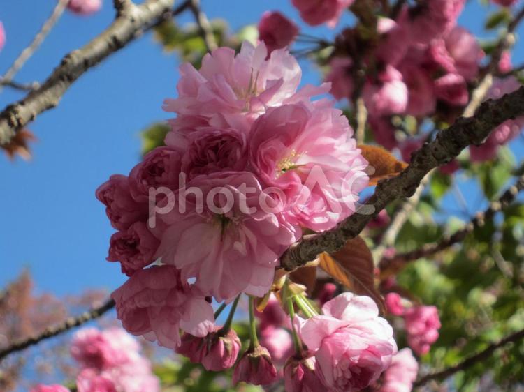 鞍馬本殿前の八重桜 鞍馬,八重桜,桜の写真素材