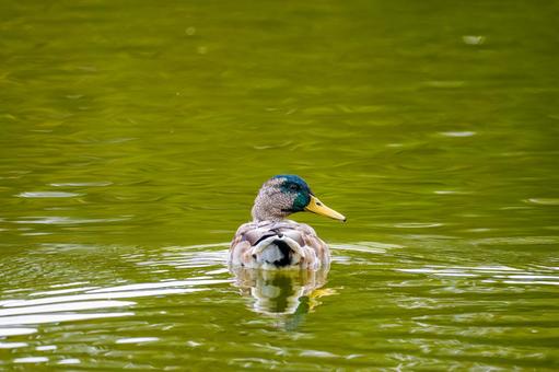 池を泳ぐマガモのオス 池を泳ぐマガモのオス マガモ,カモ,鴨の写真素材