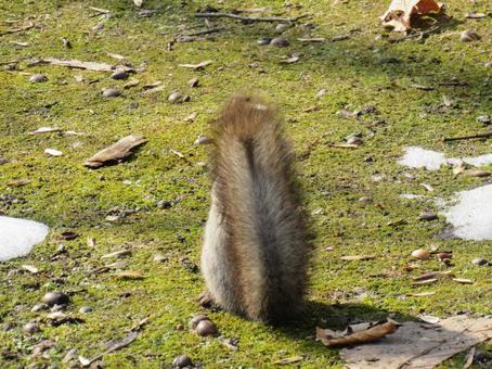 エゾリスの写真