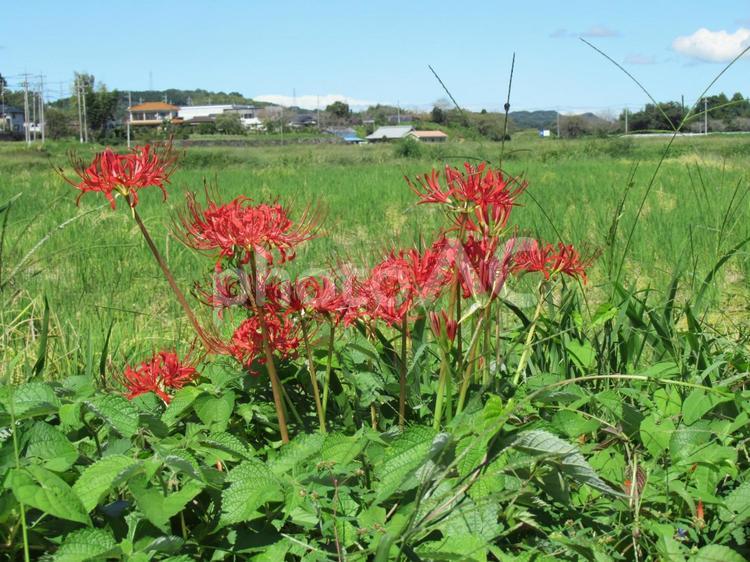 田畑の畦道で開花したヒガンバナ ヒガンバナ,花,植物の写真素材