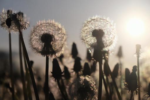 Dandelion, JPG Dandelion, JPG