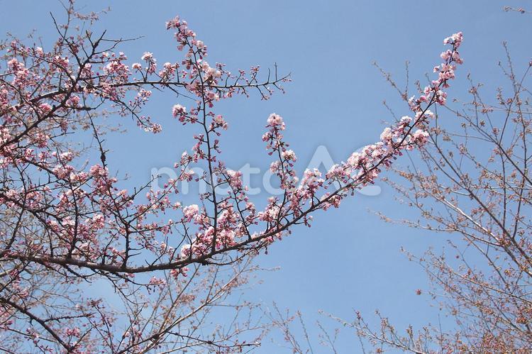 青空に映える満開の桜 さくら,さわやか,コピースペースの写真素材
