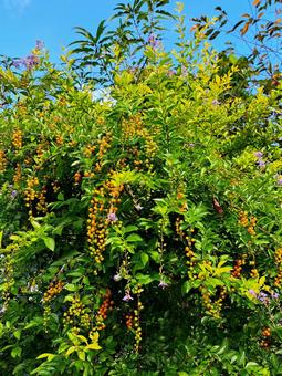 デュランタ デュランタ,木,植物の写真素材
