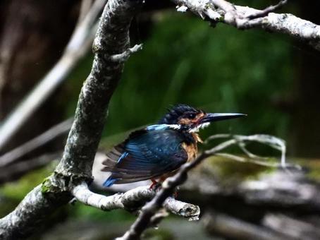 Kingfisher clinging to a branch, bird, wild bird, kingfishers, JPG