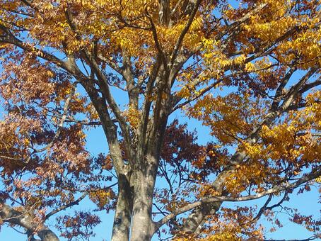 日本の秋の紅葉 紅葉,カエデ,木の葉の写真素材