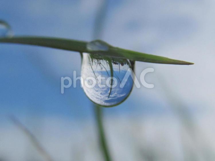 水滴と緑の葉と青空Water drops 水滴,すいてき,waterの写真素材