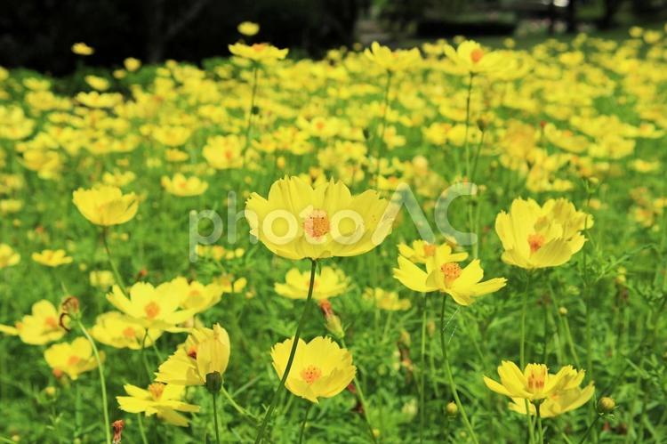 秋の気配　キバナコスモス キバナコスモス,秋の気配,キク科の写真素材
