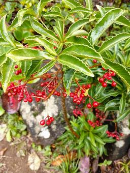 雨に濡れた万両 万両,雨に濡れた,赤い実の写真素材