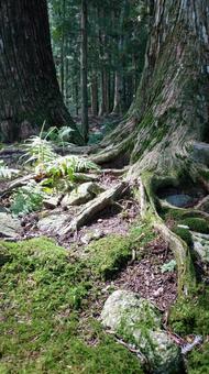 木の根と苔 木の根と苔の写真