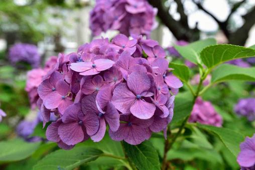 紫陽花 紫陽花の写真