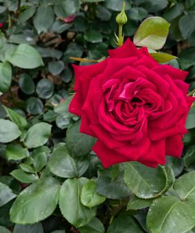 バラ 薔薇 バラ 薔薇の写真