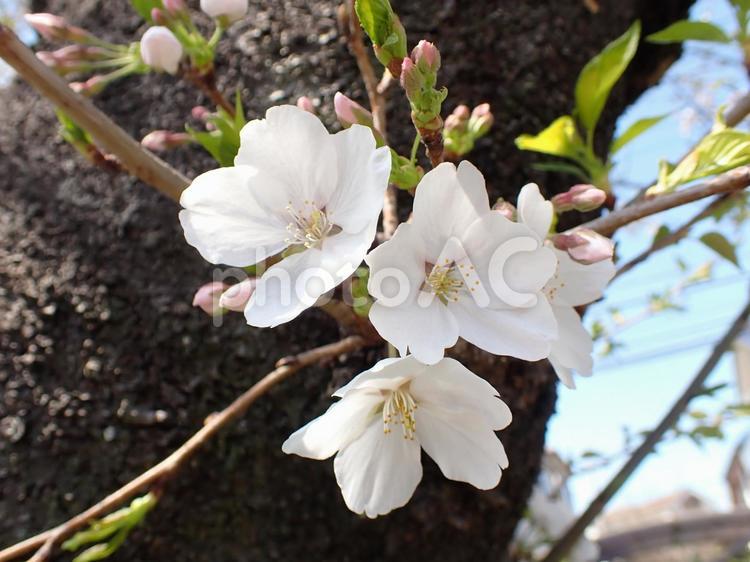 【お花見】3輪の白いサクラ 櫻,桜,サクラの写真素材