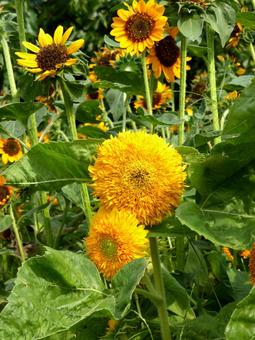 花壇に咲くモフモフした品種のヒマワリ ヒマワリ,花,植物の写真素材
