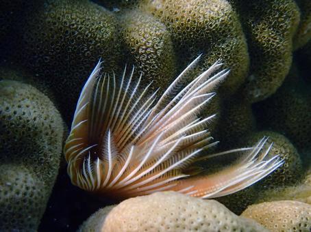 ケヤリムシ ケヤリムシ 魚,海,沖縄の写真素材