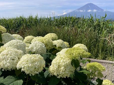 富士山とアナベル(アジサイ) 富士山とアナベル(アジサイ) 富士山,河口湖,空の写真素材