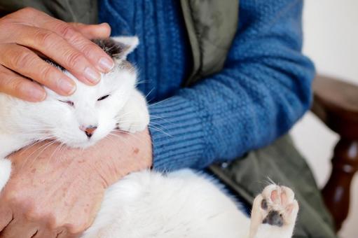 老人に撫でられるかわいい猫 高齢者と猫 老人に撫でられるかわいい猫 高齢者と猫 猫,老後,高齢者の写真素材