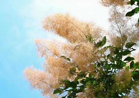 スモークツリーの花の写真