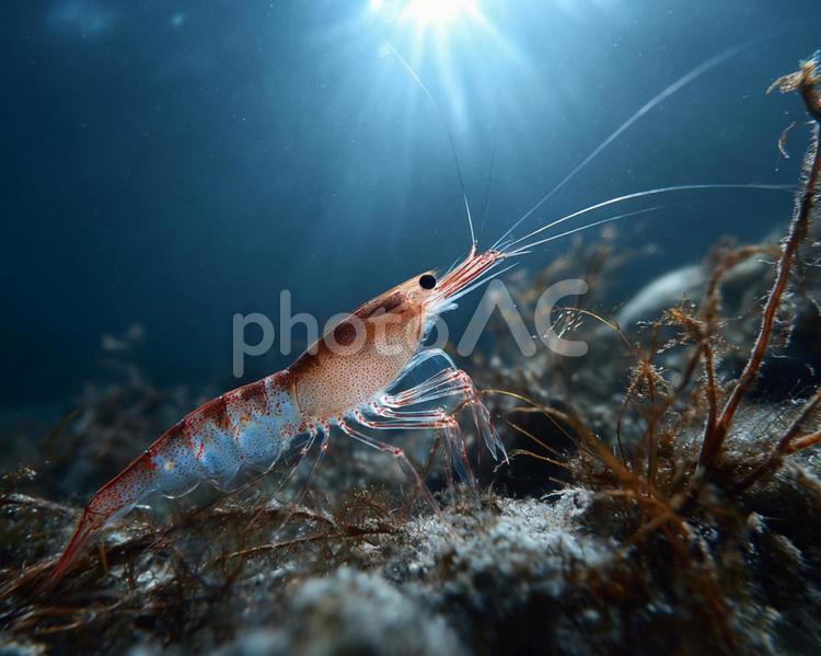 透明感あふれる海のエビのクローズアップ エビ,海老,魚介類の写真素材