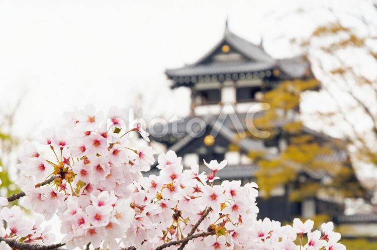 桜　３２　（高田城址公園・桜満開） ソメイヨシノ,染井吉野,高田城址公園の写真素材