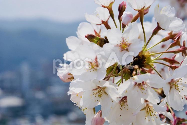 桜がある風景 景色,木,背景の写真素材